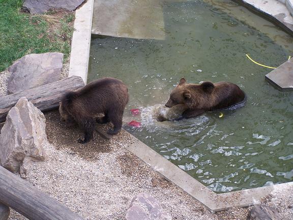 Die Bären baden in einem Becken