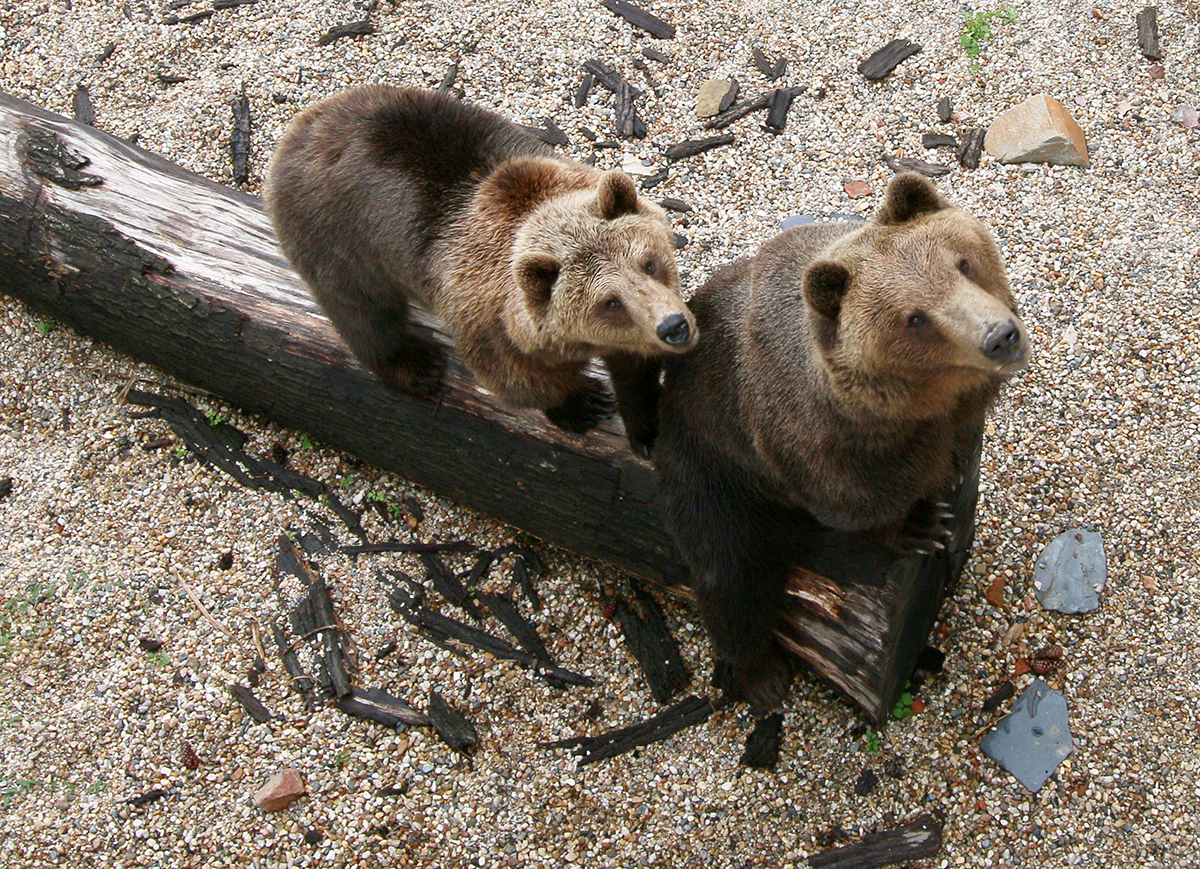 Die Bären Bea und Benno schauen direkt in die Kamera